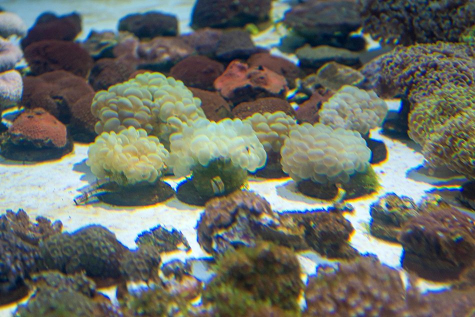 Łódź. Największy przemyt w historii udaremniony! Niemal 1000 koralowców uratowanych przez Orientarium