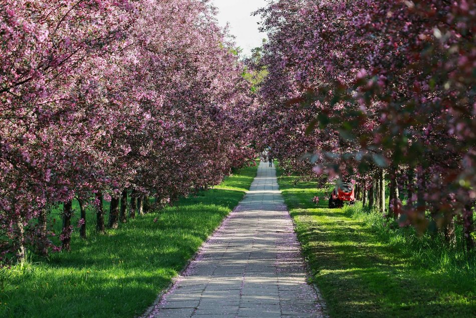 Czy to Japonia? Nie, to kwitnące jabłonie przy kampusie Uniwersytetu Łódzkiego!
