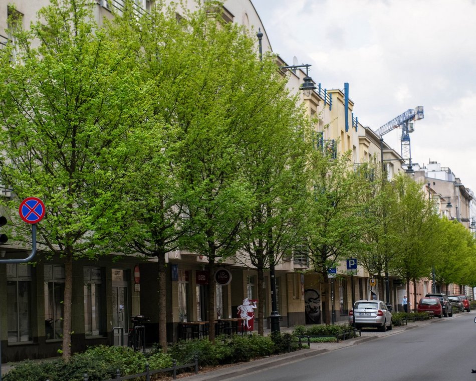 Łódź. Drzewa przy ul. Nawrot w Łodzi