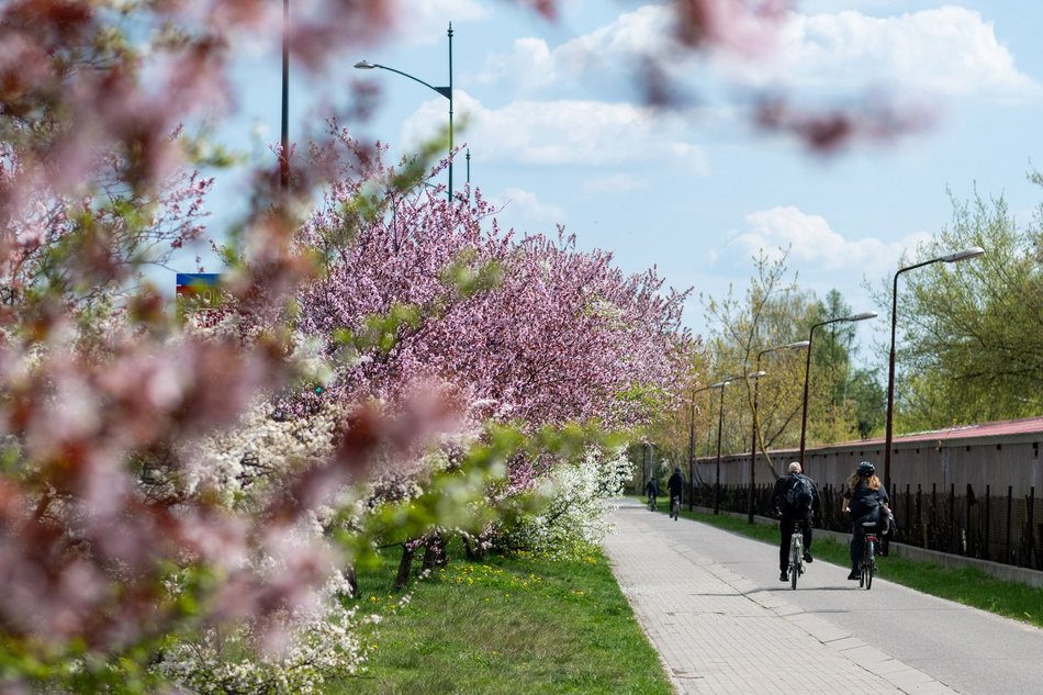 Łódź. Biało-różowy zawrót głowy na Rokicińskiej w Łodzi. Kwitnąca przyroda wygląda, jak z bajki!