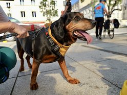 Łódź. Światowy Dzień Zwierząt na Starym Rynku w Łodzi. Psy, konie, a nawet... jerze!