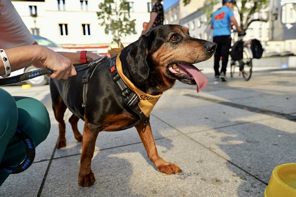 Łódź. Światowy Dzień Zwierząt na Starym Rynku w Łodzi. Psy, konie, a nawet... jerze!