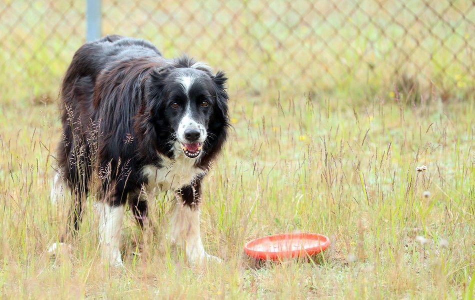 Uwierzysz, że to pracownicy lotniska w Łodzi? Psia ekipa z sokolnikiem Andrzejem Fijałkowskim na czele