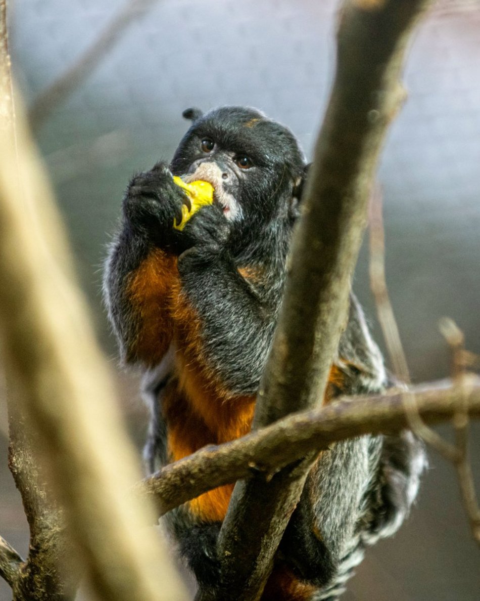 Jak zachowywać się w Orientarium Zoo Łódź