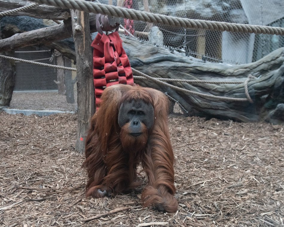 Orangutan w Orientarium Zoo Łódź