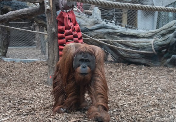 Orangutan w Orientarium Zoo Łódź