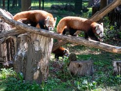 Dzień pandy małej w Orientarium Zoo Łódź