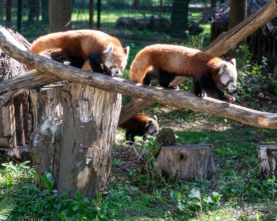 Dzień pandy małej w Orientarium Zoo Łódź