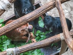 Łódź. Nowy mieszkaniec w Orientarium Zoo Łódź! To rzadki gatunek z Azji Południowo-Wschodniej