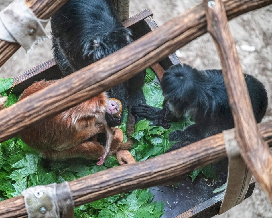 Łódź. Nowy mieszkaniec w Orientarium Zoo Łódź! To rzadki gatunek z Azji Południowo-Wschodniej