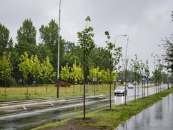 Łódź. Popiełuszki coraz bardziej zielona. Nowe drzewa i krzewy poprawiły estetykę ulicy