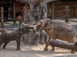 Orientarium Zoo Łódź slonie