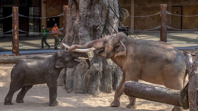 Orientarium Zoo Łódź. Stado słoni się powiększy! Nowy nabytek przyjedzie z Płocka