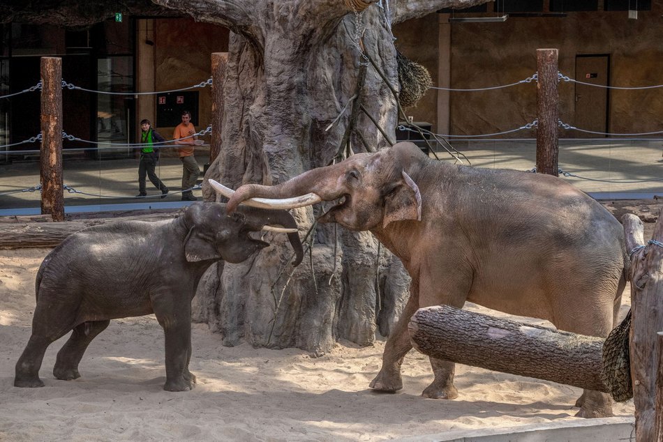 Orientarium Zoo Łódź slonie