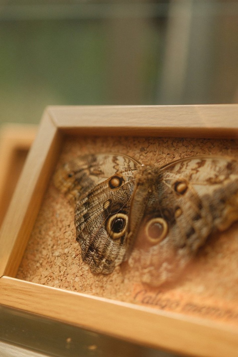 Łódź. Motyle z tropików na długi weekend. Kolorowa wystawa w Palmiarni