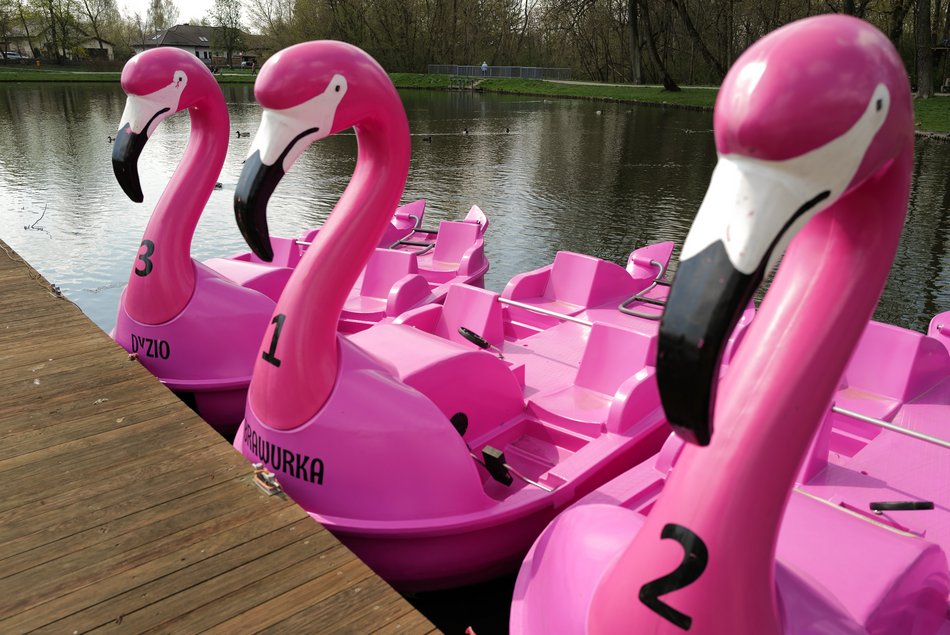 Rowery wodne flamingi w parku na Młynku