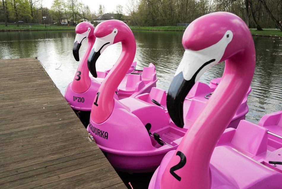 Flamingi na Stawach Jana