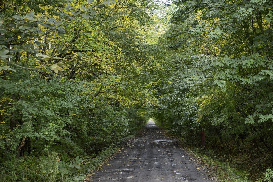 Łódź. Las na Brusie w Łodzi