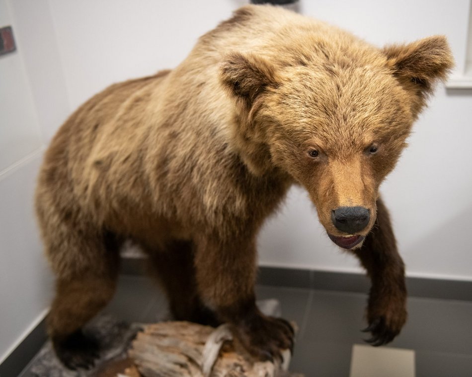 Łódź. Odkryj Muzeum Przyrodnicze w Łodzi. To niezwykły świat zwierząt, dinozaurów, tajemnic natury i przygód!