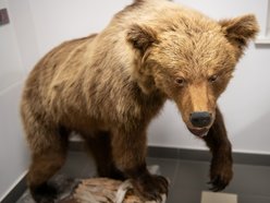 Łódź. Odkryj Muzeum Przyrodnicze w Łodzi. To niezwykły świat zwierząt, dinozaurów, tajemnic natury i przygód!