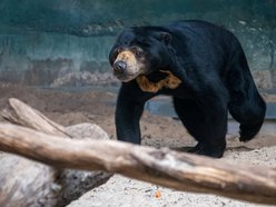 Łódź. Nowa niedźwiedzica w Orientarium Zoo Łódź! Przyjechała z ogrodu zoologicznego w Kolonii