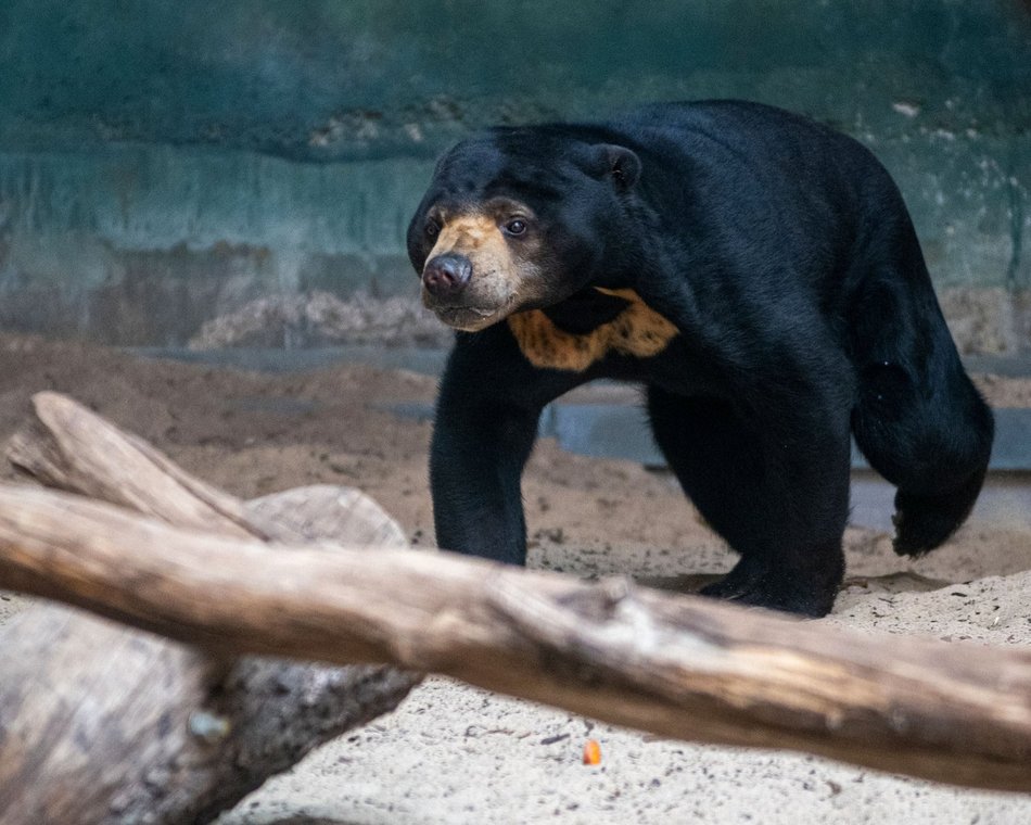 Łódź. Nowa niedźwiedzica w Orientarium Zoo Łódź! Przyjechała z ogrodu zoologicznego w Kolonii