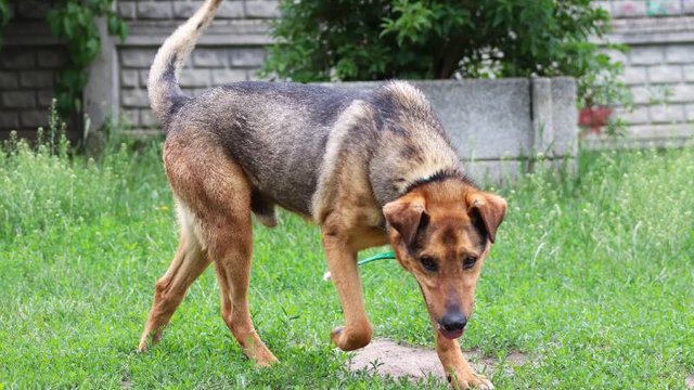 Niko ze schroniska w Łodzi jest nikogo, ale może być Twój! On zasługuje na nowy dom! [ZDJĘCIA]