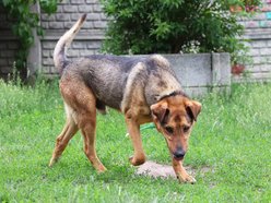 Łódź. Pies Niko ze schroniska w Łodzi