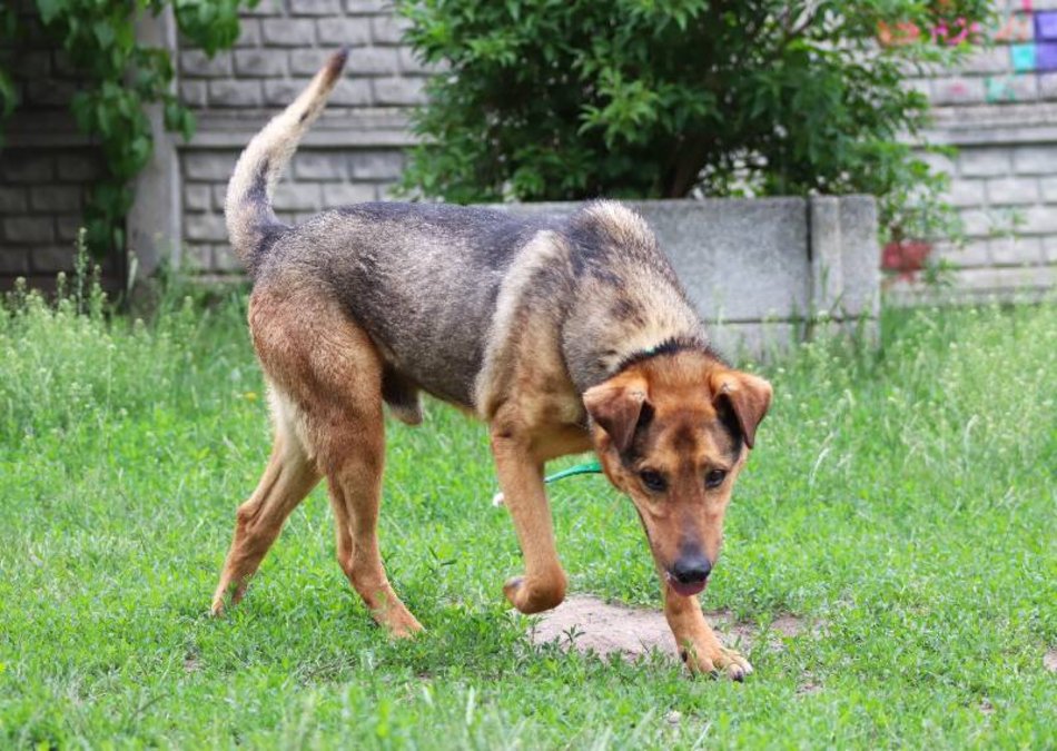 Łódź. Pies Niko ze schroniska w Łodzi