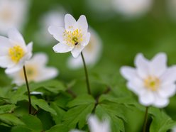 Wiosenny Ogród Botaniczny w Łodzi. Spacer wśród budzącej się do życia przyrody
