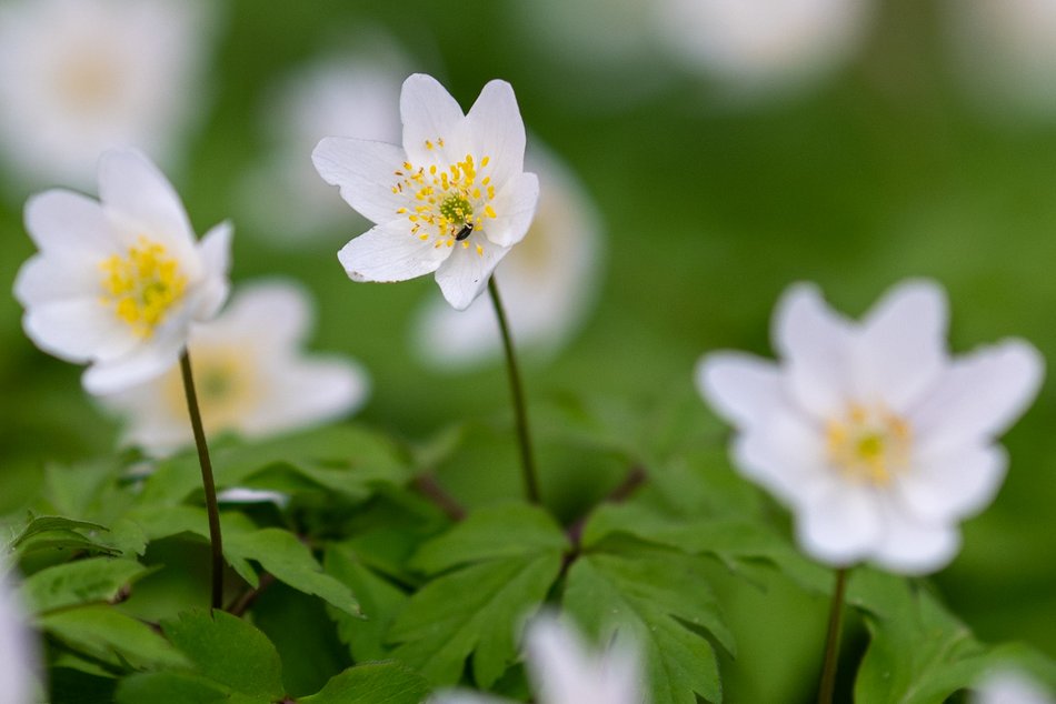 Wiosenny Ogród Botaniczny w Łodzi. Spacer wśród budzącej się do życia przyrody