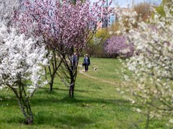 Łódź. Biało-różowy zawrót głowy na Rokicińskiej w Łodzi. Kwitnąca przyroda wygląda, jak z bajki!
