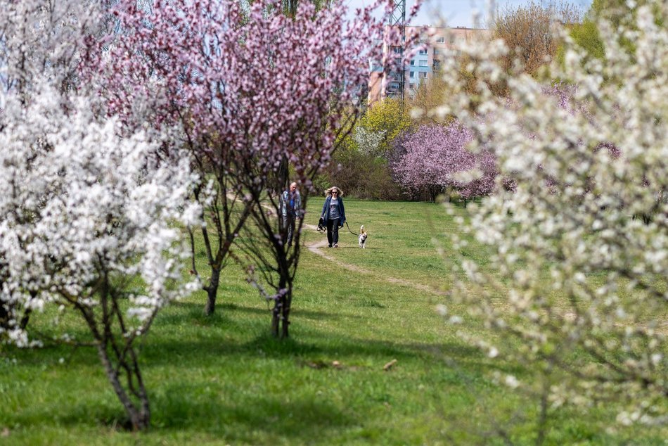 Łódź. Biało-różowy zawrót głowy na Rokicińskiej w Łodzi. Kwitnąca przyroda wygląda, jak z bajki!