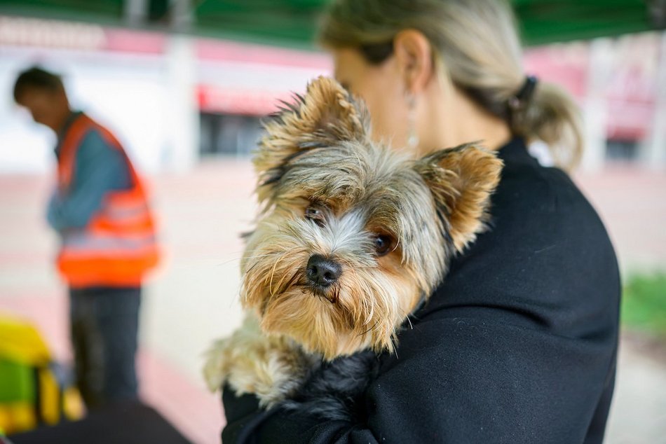 Łódź. Weterynarze w Łodzi całodobowo i w majówkę. Dokąd udać się z chorym zwierzakiem?