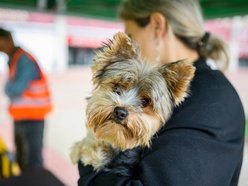 Łódź. Weterynarze w Łodzi całodobowo i w majówkę. Dokąd udać się z chorym zwierzakiem?
