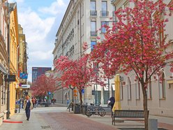 Przepiękne wiśnie kwitną na woonerfie Traugutta