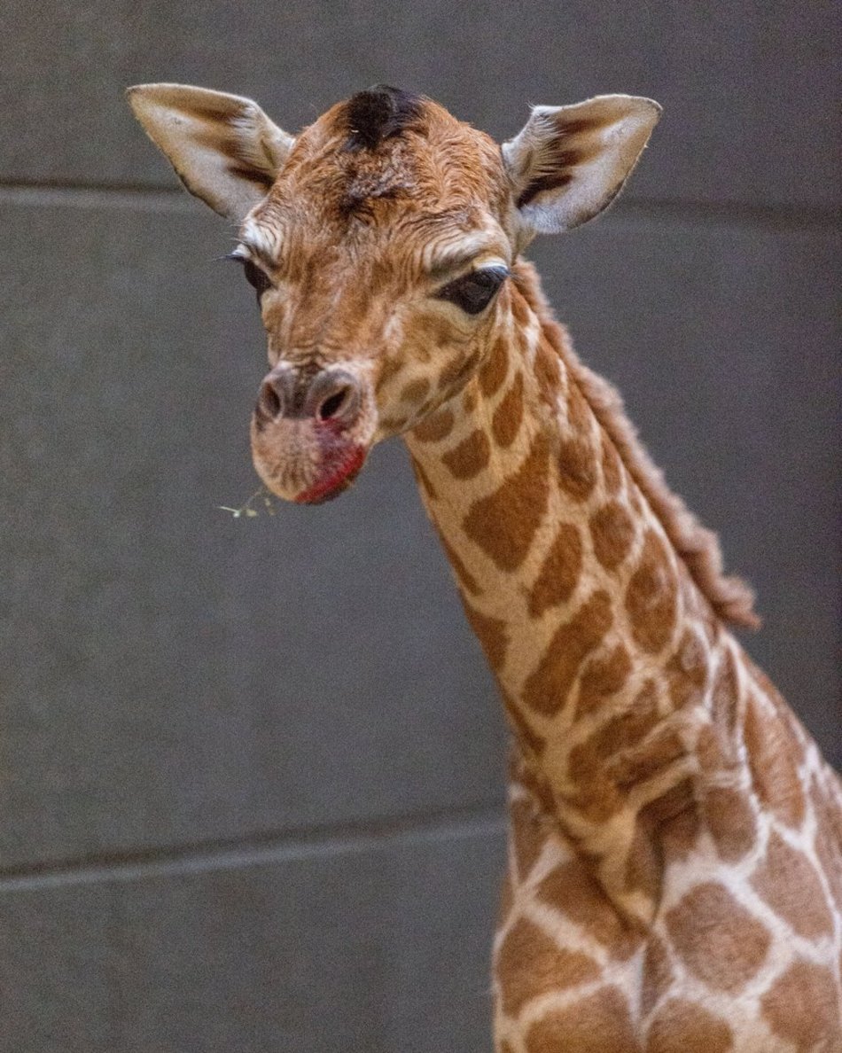 Narodziny żyrafy w Orientarium Zoo Łódź