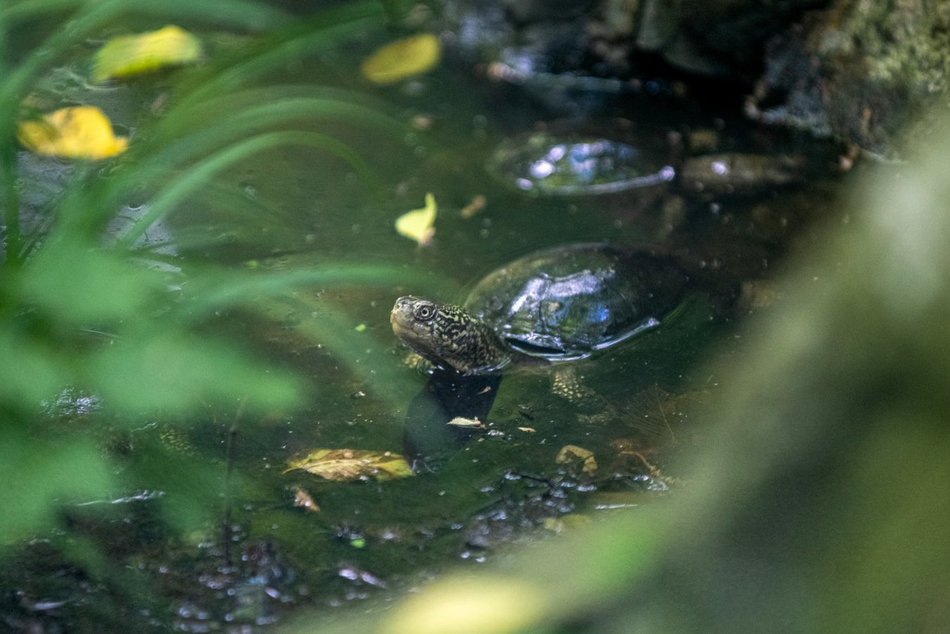 Orientarium Zoo Łódź. Ruszył TyDzień Misji Ogrodów Zoologicznych i Akwariów