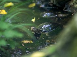 Orientarium Zoo Łódź. Ruszył TyDzień Misji Ogrodów Zoologicznych i Akwariów