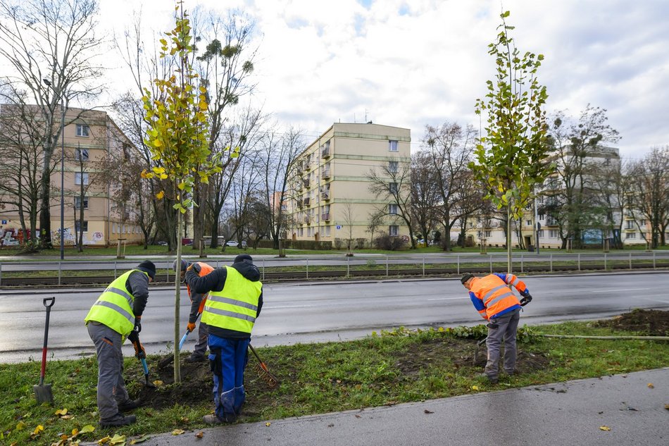 Przy Paderewskiego w Łodzi przybywa drzew