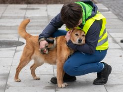 Schronisko w Łodzi z nowymi wolontariuszami