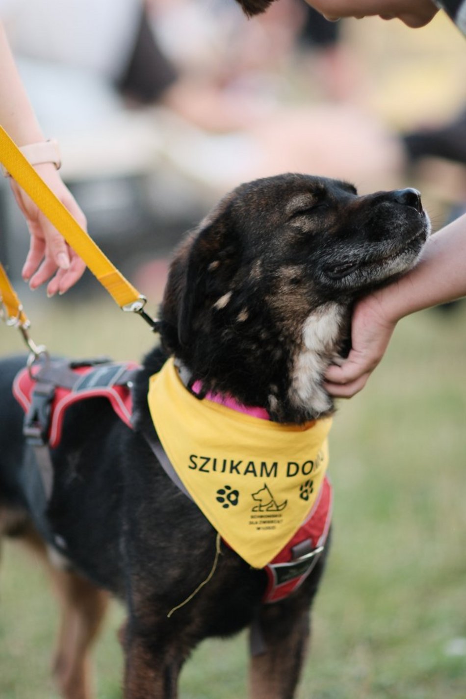 Łódź. Psia Polówka za nami! Na Olechowie pojawili się łodzianie ze swoimi czworonogami