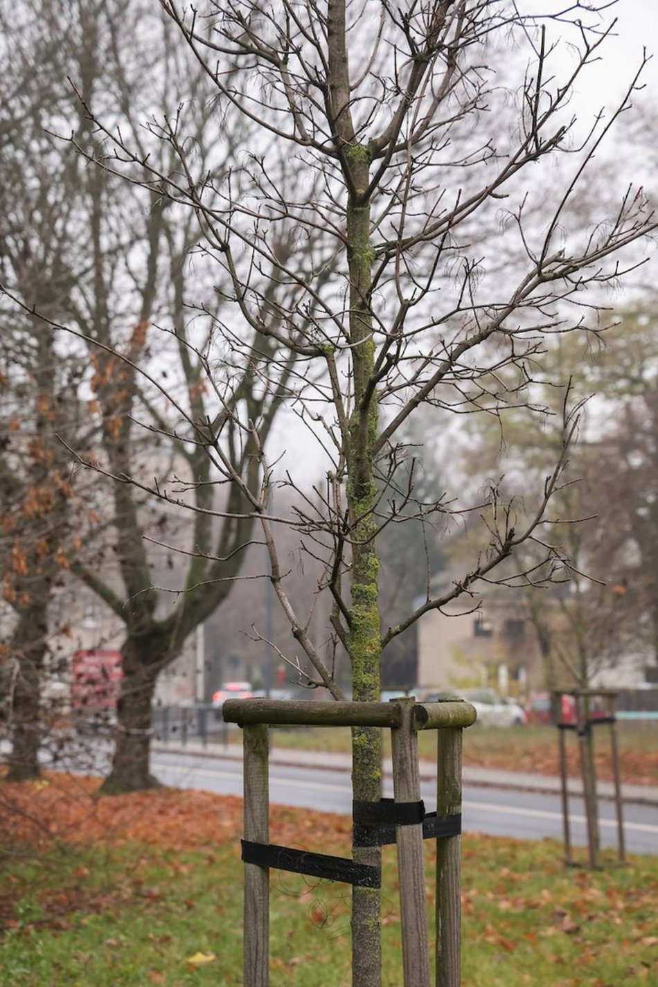 Łódź coraz bardziej zielona! Nowe drzewa pojawiły się na Górnej