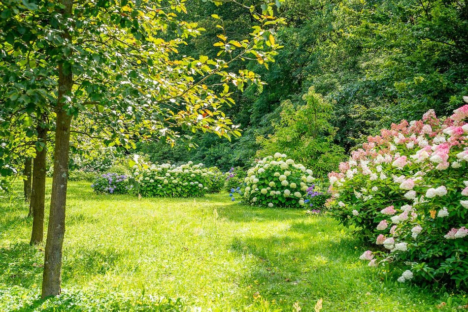 Łódź. Hortensje opanowały Ogród Botaniczny w Łodzi! To prawdziwa feeria barw