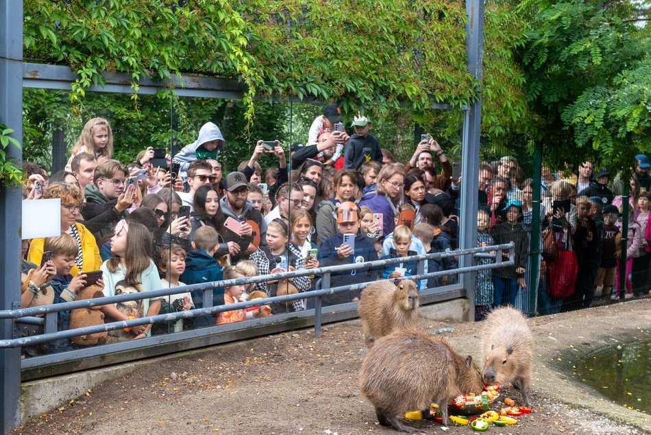 Łódź. Zlot Fanów Kapibary w Orientarium Zoo Łódź. Świetna frekwencja mimo niepogody