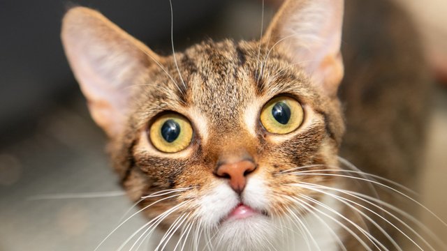 Międzynarodowy Dzień Kota w AHE w Łodzi. Wystawa zdjęć, taniec, edukacja i realna pomoc zwierzakom