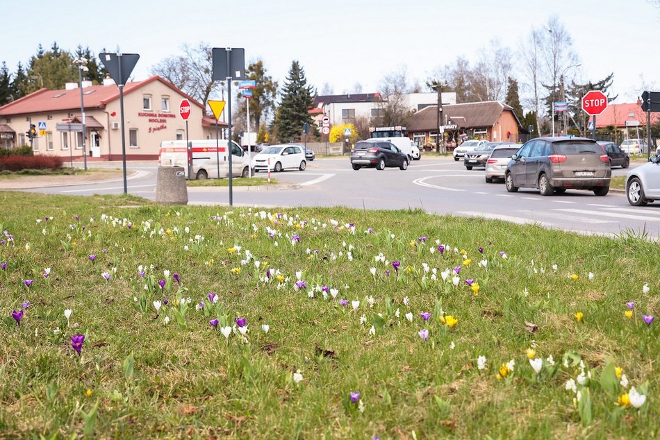 Łódź. Łódź tonie w kwiatach! Wielokolorowe kompozycje w całym mieście!