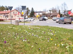 Łódź. Łódź tonie w kwiatach! Wielokolorowe kompozycje w całym mieście!