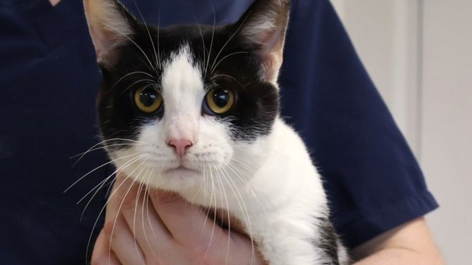 Łódź. Oreo ze schroniska w Łodzi