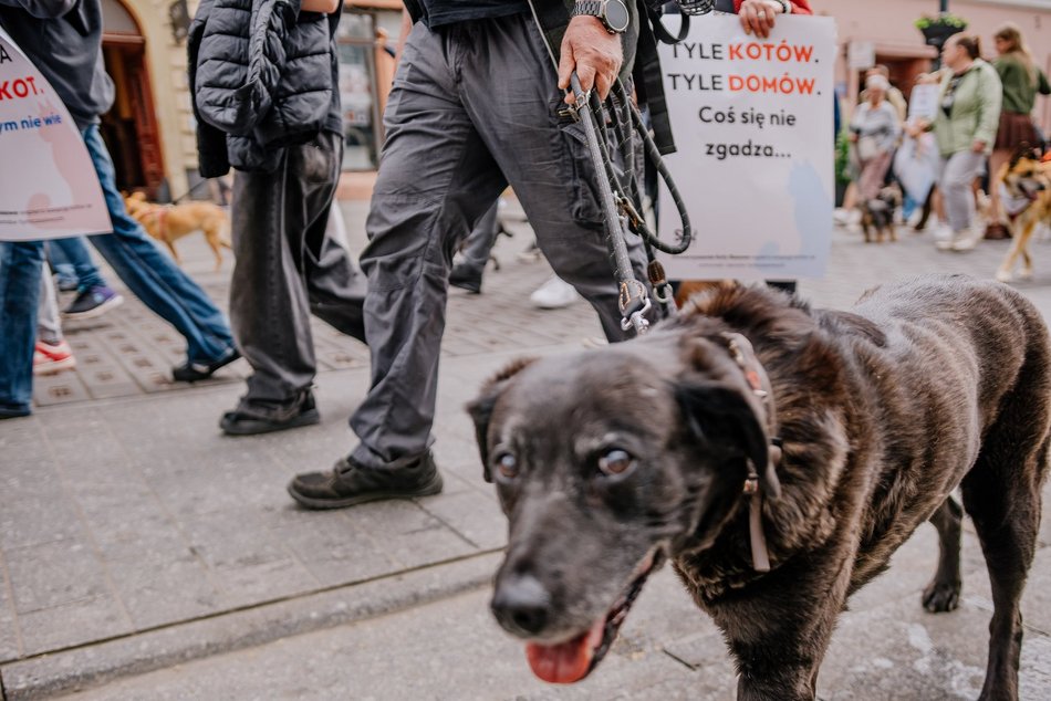 Łódź. Parada Kundelków na Piotrkowskiej